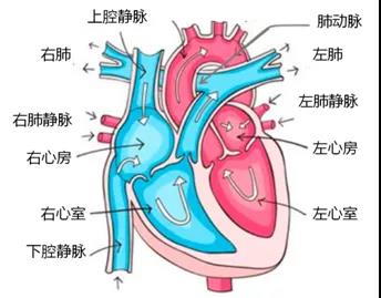 米力农系列知识1-心脏的结构和功能
